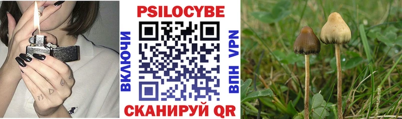 Псилоцибиновые грибы Psilocybine cubensis  Кириши 